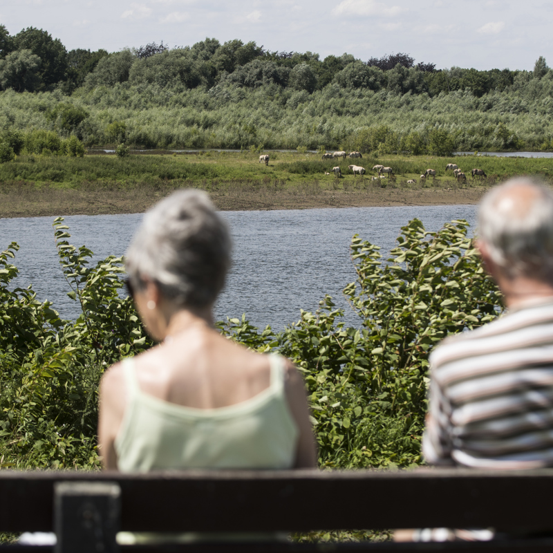Mensen zitten op een bankje kijkende naar wilde paarden aan de overkant van het water